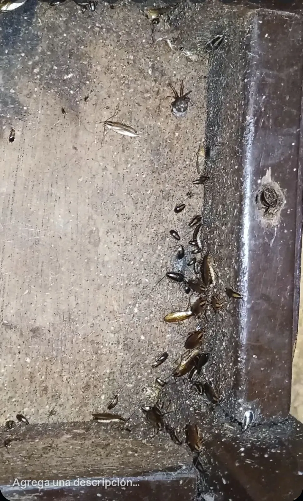 Fumigación Control de Plagas Integral